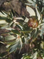 Leucadendron loranthifolium