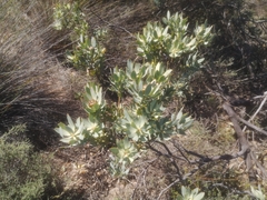 Leucadendron loranthifolium