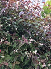 Persicaria microcephala