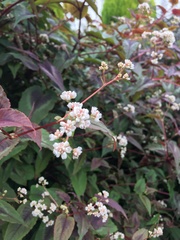 Persicaria microcephala