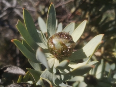 Leucadendron loranthifolium