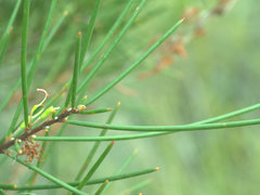 Hakea actites