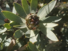 Leucadendron loranthifolium