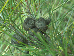 Hakea actites