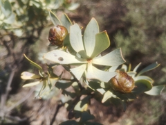 Leucadendron loranthifolium