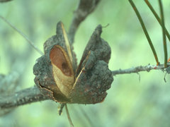 Hakea actites