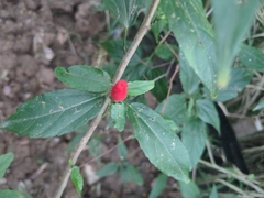 Shortleaf Ruellia (Ruellia brevifolia)
