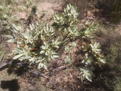 Leucadendron loranthifolium
