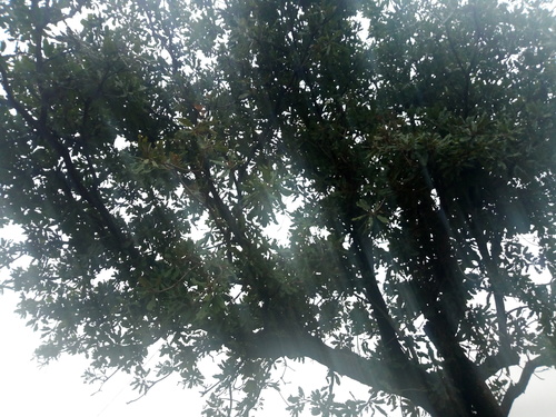 Shea Tree