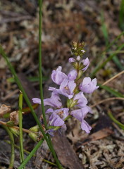 Euphrasia collina