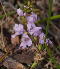 Euphrasia collina