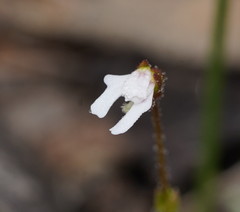 Stylidium ecorne