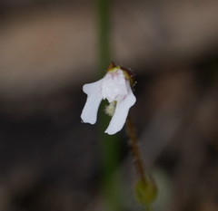 Stylidium ecorne