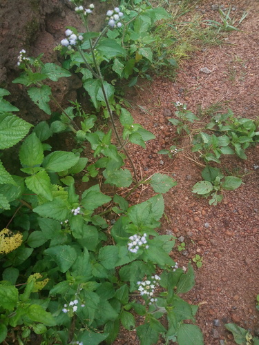 billygoat weed
