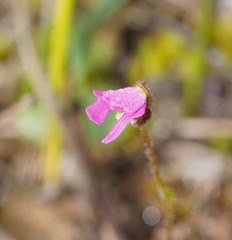Stylidium ecorne