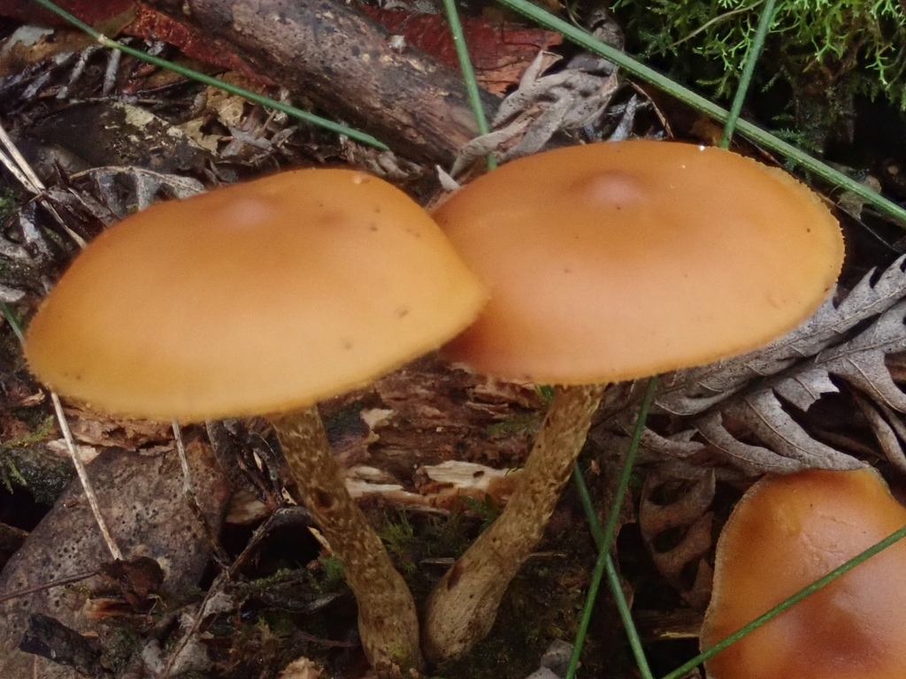 Galerina patagonica · July 2025 · photo: © pel56 (iNaturalist, cc0)