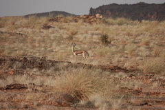 Gazella dorcas