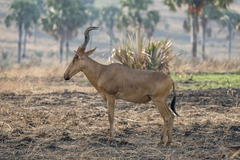 Alcelaphus buselaphus lelwel