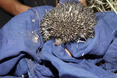 Atelerix albiventris