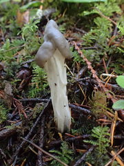 Helvella maculata