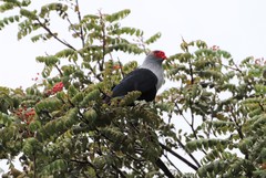 Alectroenas pulcherrimus