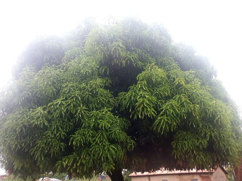 Indian mango