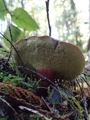 Xerocomellus atropurpureus