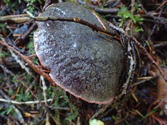 Xerocomellus atropurpureus