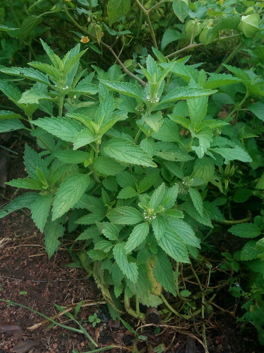 Whitewort