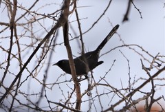 Cercotrichas podobe