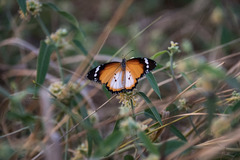 Danaus chrysippus alcippus