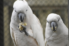 Cacatua moluccensis