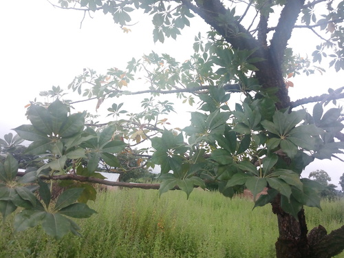 red kapok tree