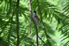 Passer domesticus