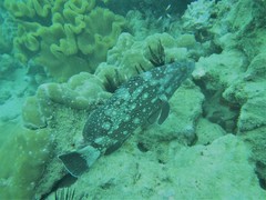 Epinephelus coeruleopunctatus