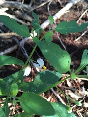Solanum pseudogracile