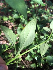 Solanum pseudogracile