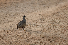 Pternistis icterorhynchus