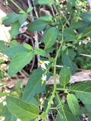 Solanum pseudogracile