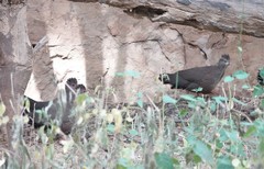 Ptilopachus petrosus