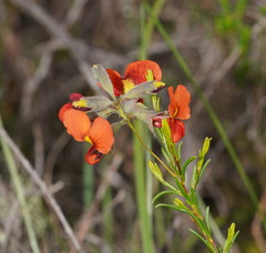 Gompholobium ecostatum