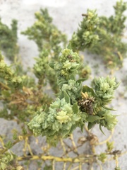 Atriplex mucronata