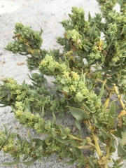Atriplex mucronata