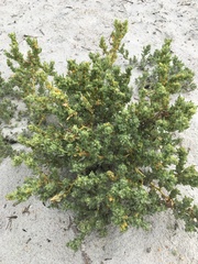 Atriplex mucronata