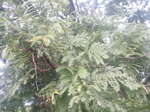 Tamarind