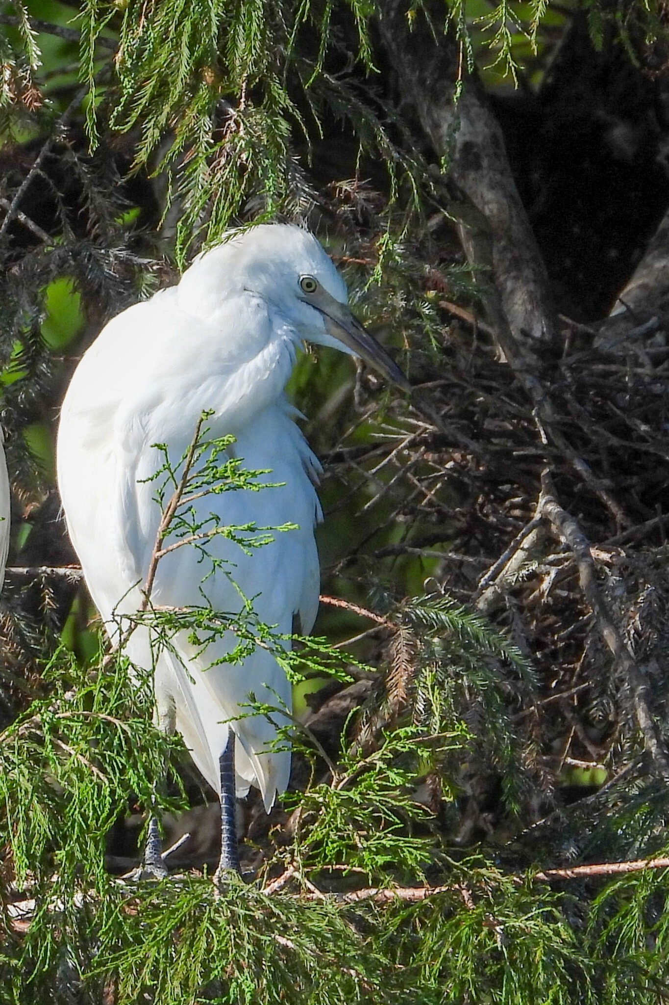 Western Cattle Egret