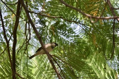 Passer domesticus