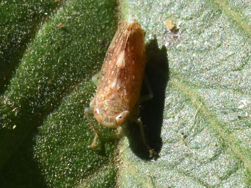 Mgenia fuscovaria