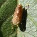 Mgenia fuscovaria - Photo (c) Herman Berteler, some rights reserved (CC BY-NC), uploaded by Herman Berteler