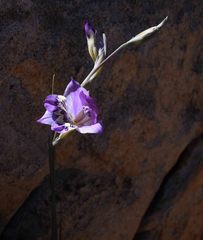 Gladiolus taubertianus